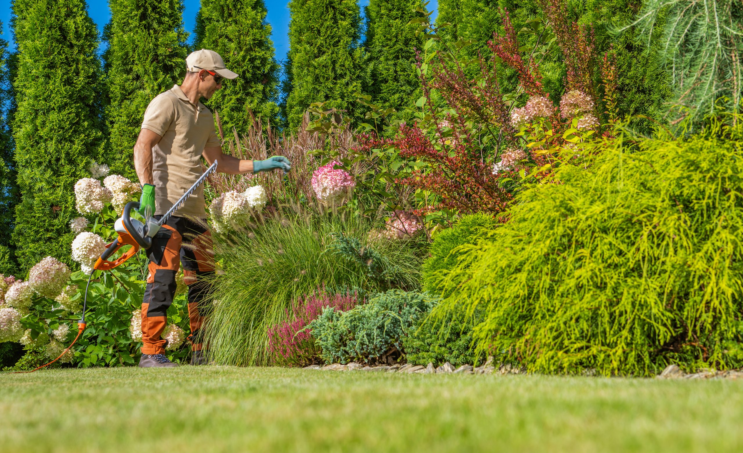 Hausmeister bei der Gartenpflege in Starnberg: Mann mit Heckenschere schneidet Ziersträucher in einem gepflegten Garten, umgeben von blühenden Hortensien und immergrünen Pflanzen.